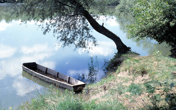 Tó, madár, erdő: Siófok ez is