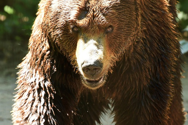 Súlyosan megsebesített egy medve egy nőt Szlovéniában