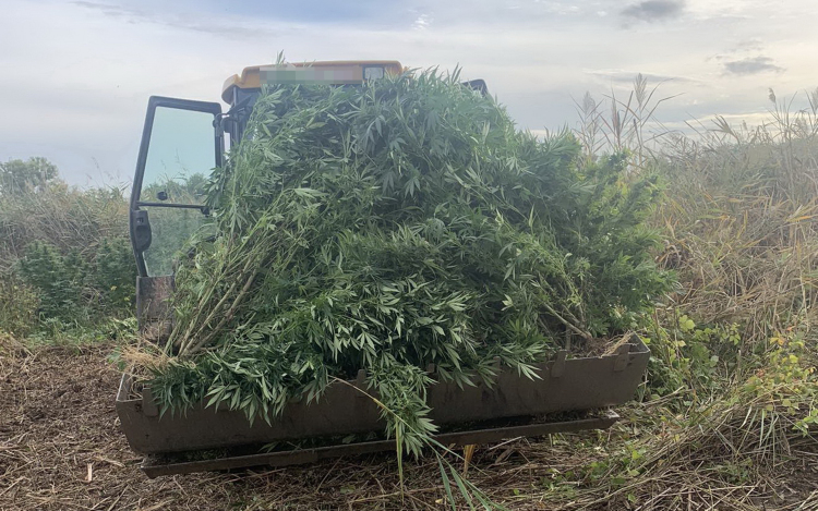 Hatalmas kannabisz-ültetvényt találtak Csépán